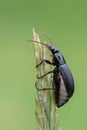 A ground beetle - Calathus fuscipes Royalty Free Stock Photo