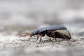 A ground beetle - Calathus fuscipes Royalty Free Stock Photo