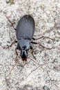 A ground beetle - Calathus fuscipes Royalty Free Stock Photo