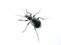 Ground beetle Calosoma granatense isolated Royalty Free Stock Photo