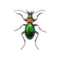 Ground beetle Calosoma inquisitor female or caterpillar-hunter i Royalty Free Stock Photo