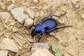 The ground beetle Calosoma kuschakewitschi Royalty Free Stock Photo