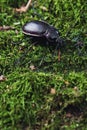 Ground beetle, carabus Royalty Free Stock Photo