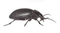 Ground beetle (Carabus coriaceus)