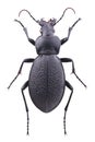 Ground beetle Carabus coriaceus isolated on white