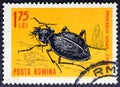 Ground Beetle Carabus gigas in vintage stamp