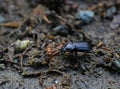 Ground beetle - carabus