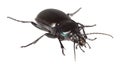 Ground beetle (Carabus nemoralis) isolated over wh Royalty Free Stock Photo