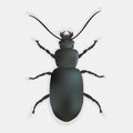 Ground beetle