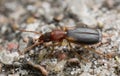 Ground-beetle, Cymindis angularis Royalty Free Stock Photo