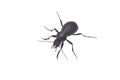 Ground beetle Royalty Free Stock Photo