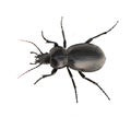 Ground beetle isolated on white background