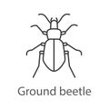 Ground beetle linear icon