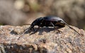 Ground beetle Royalty Free Stock Photo