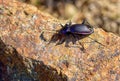 Ground beetle Royalty Free Stock Photo