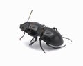 Ground beetle - Pasimachus elongatus black shiny shell side view, isolated cutout on white Royalty Free Stock Photo