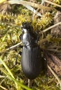 Ground beetle, Pterostichus melanarius