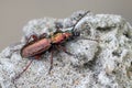 A ground beetle - Pterostichus pilosus Royalty Free Stock Photo