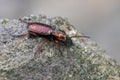 A ground beetle - Pterostichus pilosus Royalty Free Stock Photo