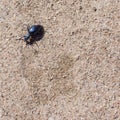 Ground beetle on sund, macro photo Royalty Free Stock Photo