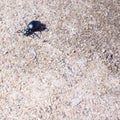 Ground beetle on sund, macro photo Royalty Free Stock Photo