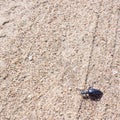 Ground beetle on sund, macro photo