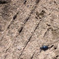 Ground beetle on sund, macro photo Royalty Free Stock Photo