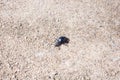 Ground beetle on sund, macro photo Royalty Free Stock Photo