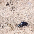 Ground beetle on sund, macro photo Royalty Free Stock Photo