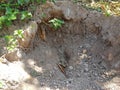 The ground after being eroded by rainwater Will become a basin Royalty Free Stock Photo