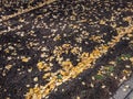 Ground with black soil covered with yellow birch tree leaves in autumn Royalty Free Stock Photo