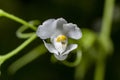 Ground cherry flower