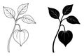 Ground Cherry Illustration, Outline and Silhouette Versions Royalty Free Stock Photo
