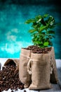 Ground coffee with coffe plants Royalty Free Stock Photo