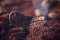 Ground coffee and grains macro shot. Smoke from freshly roasted coffee beans