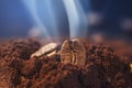 Ground coffee and grains macro shot. Smoke from freshly roasted coffee beans Royalty Free Stock Photo