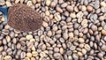 Ground coffee powder in a metal spoon in the foreground, against the background of roasted aromatic coffee beans. Coffee Royalty Free Stock Photo