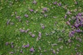 Ground cover