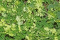 Ground cover Royalty Free Stock Photo