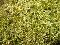 Ground cover Royalty Free Stock Photo