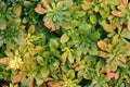 Ground Cover Dying Back Royalty Free Stock Photo