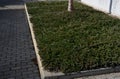 Ground cover, evergreen conifer. densely growing, deep green variety with soft needles. It grows into a wide pillow with slightly