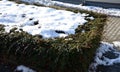 Ground cover evergreen undemanding shrubs often used in cities. evergreen cut into low flat blocks covered with a layer of snow on Royalty Free Stock Photo