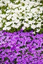 Ground cover flowers candytuft and purple rockcress Royalty Free Stock Photo