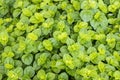 Ground cover plant Royalty Free Stock Photo