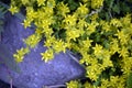 Ground cover plants during the flowering period. Beautiful flowering garden shrubs blooming in summer. Close-up yellow flower on a Royalty Free Stock Photo