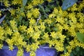 Ground cover plants during the flowering period. Beautiful flowering garden shrubs blooming in summer. Close-up yellow flower Royalty Free Stock Photo