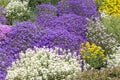 Ground cover plants in spring Royalty Free Stock Photo