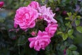 The ground cover rose `Palmengarten Frankfurt` grows broad-bushy and is up to 80cm high. Its bright pink flowers are richly double