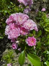 Ground cover rose in pink pink shades Royalty Free Stock Photo